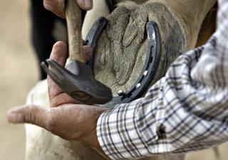 Farrier Visit