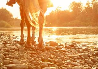 Horse walking by river