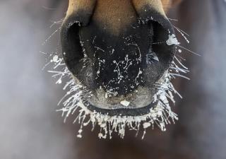 Horse in winter