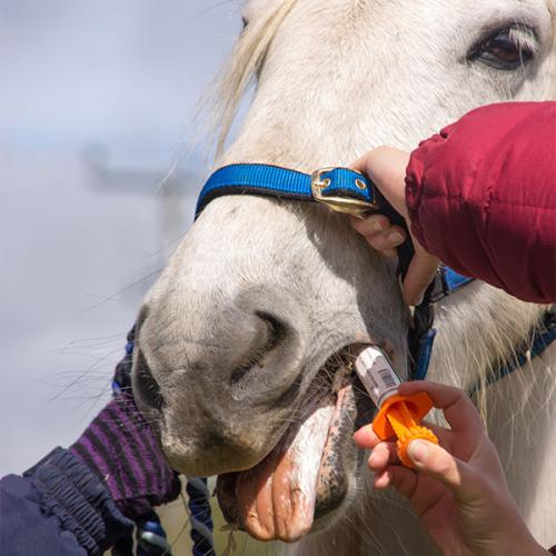 Horses Deworming