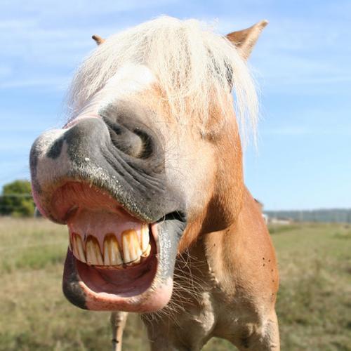 Dental Care for Horses