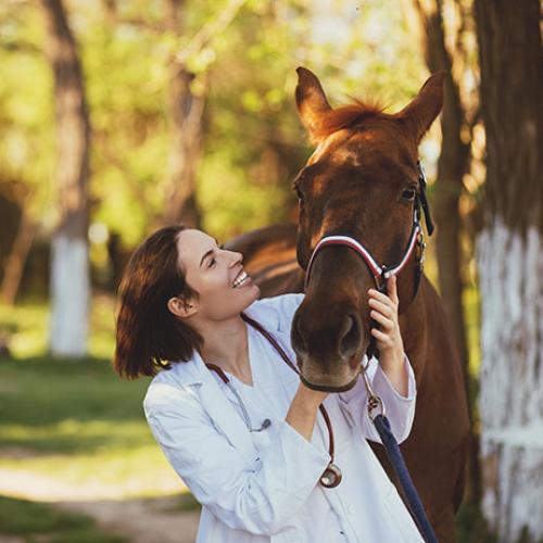 Horse with veterinarian