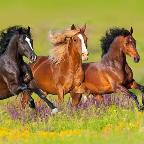Horses running in meadow