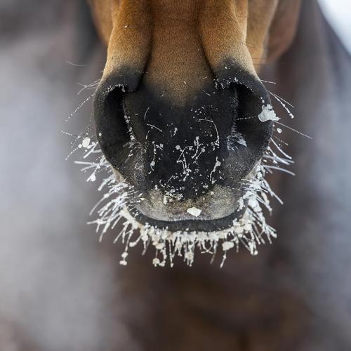 Horse in winter